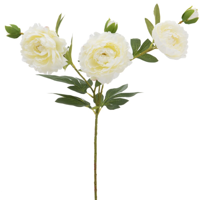 Pivoine multi h76 blanc