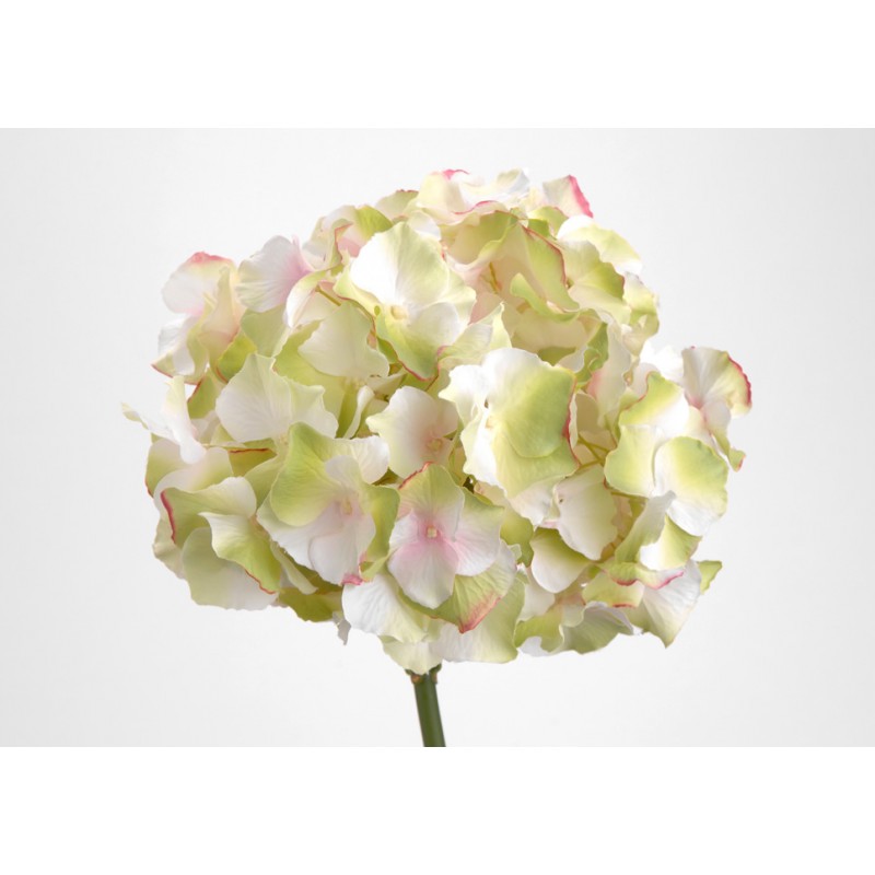 Hortensia  Altona