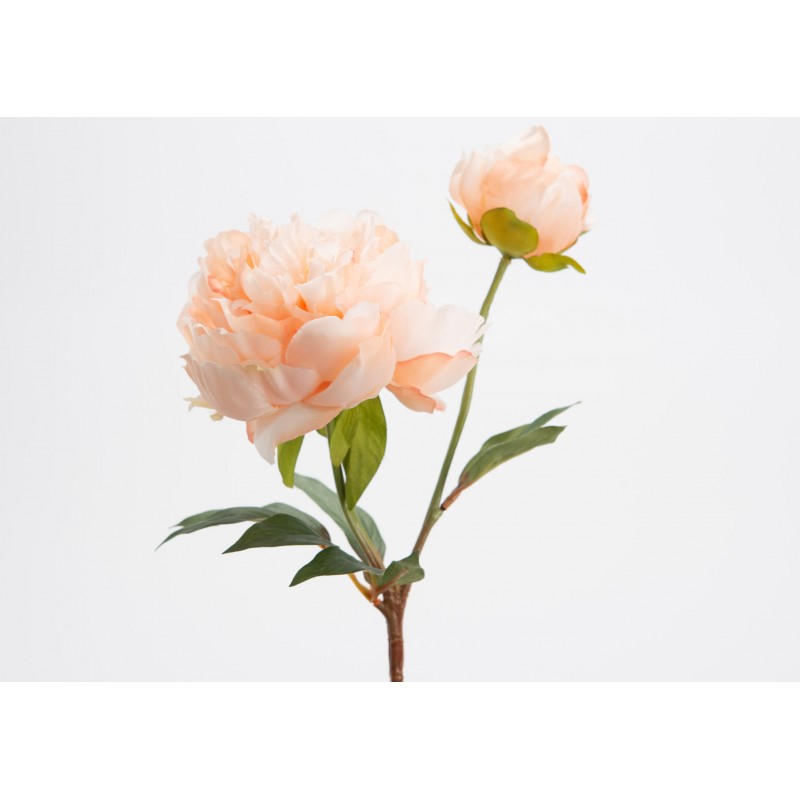 Pivoine Gloria H.45 cm...