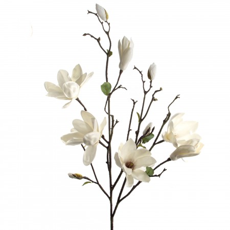 Magnolia Soulangeana H.123...