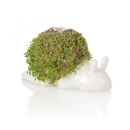 Faire germer graines Escargot