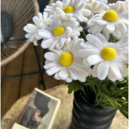 Marguerite (fleur) -...