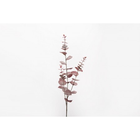 Eucalyptus Piperita H.85 cm