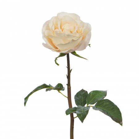 Rose Lola reality H.53 cm
