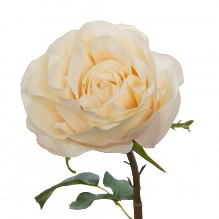 Rose Lola reality H.53 cm