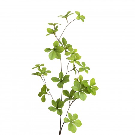 Branche Cissus H.70cm