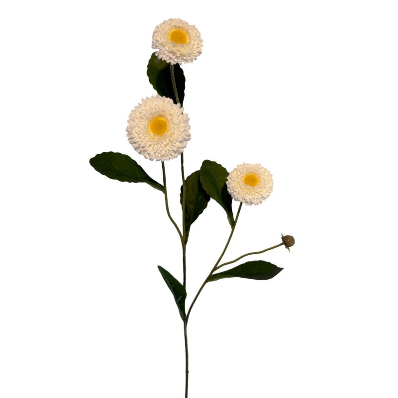 Paquerette pomponette...