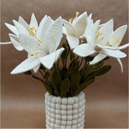 New Heidi - Lys Blanche -...